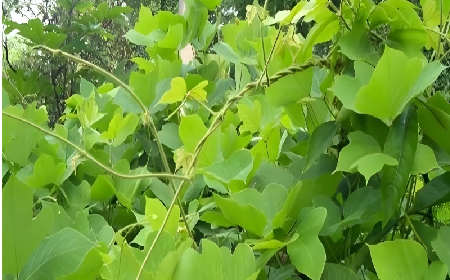 七夕寵妻狂魔就選它！二月風(fēng)雙有機(jī)野生葛根粉，健康又有文化味 