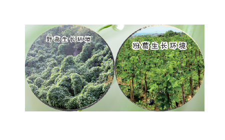 高學(xué)歷養(yǎng)生黨親測(cè)：這款雙有機(jī)野生葛根粉，憑什么成日常優(yōu)選？?