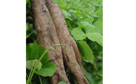 長期吃葛粉是養(yǎng)生還是傷身？科學解讀它的三大益處，讓你吃得更明白！