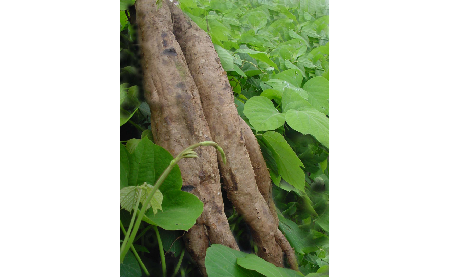 正宗的野生葛根粉，本質(zhì)是淀粉嗎？探秘千年本草中的自然饋贈(zèng)