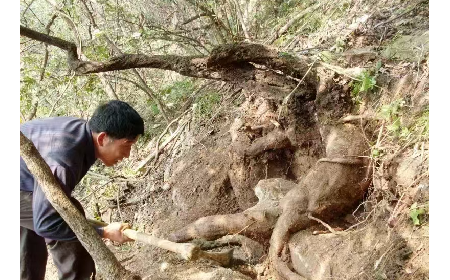 藏在隨州深山里的自然饋禮：二月風(fēng)有機(jī)野生葛根粉，守護(hù)孩子純粹成長(zhǎng)
