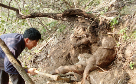 深山藏珍，二月風正在大量收購寒冬野生葛根