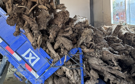 霜降采葛正當時！二月風大量收購霜降葛根，以匠心護品質、以產業(yè)助增收